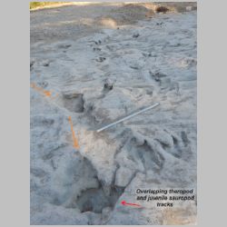 DSCN0440 Overlapping tracks.jpg